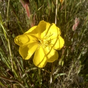 Oenothera stricta subsp. stricta at Cooma, NSW - 19 Nov 2022 09:05 AM