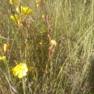 Oenothera stricta subsp. stricta at Cooma, NSW - 19 Nov 2022 09:05 AM