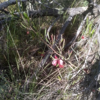 Dodonaea viscosa (Hop Bush) at Cooma, NSW - 18 Nov 2022 by mahargiani