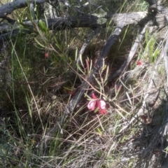 Dodonaea viscosa (Hop Bush) at Cooma North Ridge Reserve - 18 Nov 2022 by mahargiani