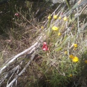 Dodonaea viscosa at Cooma, NSW - 19 Nov 2022 09:18 AM