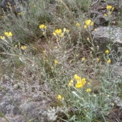 Chrysocephalum apiculatum (Common Everlasting) at Cooma North Ridge Reserve - 19 Nov 2022 by mahargiani