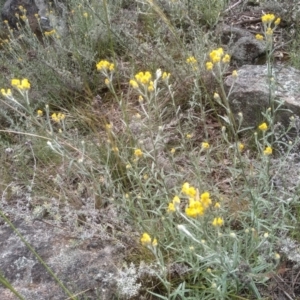 Chrysocephalum apiculatum at Cooma, NSW - 19 Nov 2022 11:07 AM