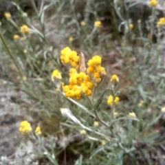 Chrysocephalum apiculatum at Cooma, NSW - 19 Nov 2022 11:07 AM