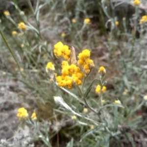 Chrysocephalum apiculatum at Cooma, NSW - 19 Nov 2022