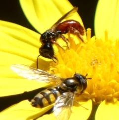 Exoneura sp. (genus) (A reed bee) at Wingecarribee Local Government Area - 19 Nov 2022 by Curiosity