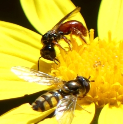 Exoneura sp. (genus) (A reed bee) at Braemar, NSW - 19 Nov 2022 by Curiosity