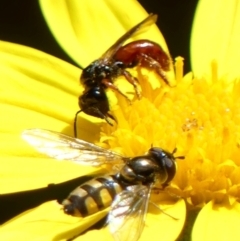 Exoneura sp. (genus) (A reed bee) at Braemar, NSW - 19 Nov 2022 by Curiosity