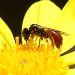 Exoneura sp. (genus) at Braemar, NSW - 19 Nov 2022