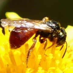 Exoneura sp. (genus) at Braemar, NSW - 19 Nov 2022