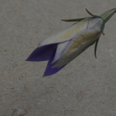 Wahlenbergia luteola (Yellowish Bluebell) at Queanbeyan West, NSW - 19 Nov 2022 by Paul4K