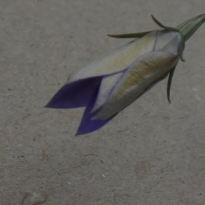 Wahlenbergia luteola at Queanbeyan West, NSW - 20 Nov 2022 07:36 AM