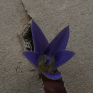 Wahlenbergia luteola at Queanbeyan West, NSW - 20 Nov 2022 07:36 AM