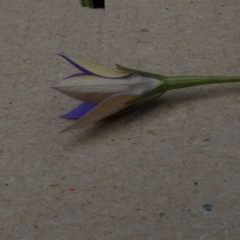 Wahlenbergia luteola at Queanbeyan West, NSW - 20 Nov 2022 07:36 AM