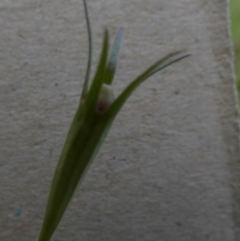 Wahlenbergia luteola at Queanbeyan West, NSW - 20 Nov 2022 07:36 AM