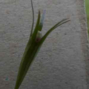 Wahlenbergia luteola at Queanbeyan West, NSW - 20 Nov 2022 07:36 AM