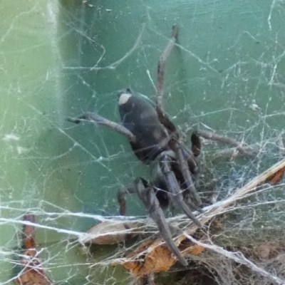 Lampona sp. (genus) (White-tailed spider) at Queanbeyan, NSW - 17 Nov 2022 by Paul4K