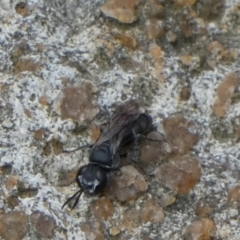 Pison sp. (genus) (Black mud-dauber wasp) at Queanbeyan, NSW - 19 Nov 2022 by Paul4K