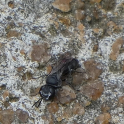 Pison sp. (genus) (Black mud-dauber wasp) at QPRC LGA - 19 Nov 2022 by Paul4K