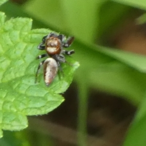 Opisthoncus nigrofemoratus at Queanbeyan, NSW - 19 Nov 2022