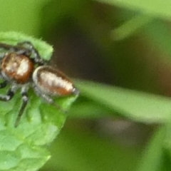 Opisthoncus nigrofemoratus at Queanbeyan, NSW - 19 Nov 2022