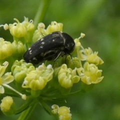 Mordellidae (family) (Unidentified pintail or tumbling flower beetle) at Queanbeyan, NSW - 19 Nov 2022 by Paul4K