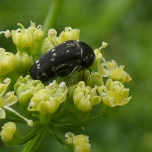 Mordellidae (family) at Queanbeyan, NSW - suppressed