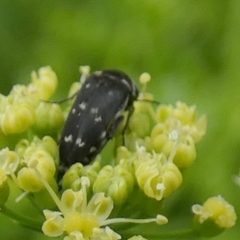 Mordellidae (family) at Queanbeyan, NSW - suppressed