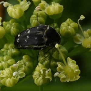 Mordellidae (family) at Queanbeyan, NSW - 19 Nov 2022