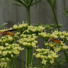 Bibio imitator (Garden maggot) at QPRC LGA - 19 Nov 2022 by Paul4K