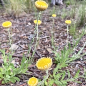 Coronidium scorpioides at Kowen, ACT - 19 Nov 2022