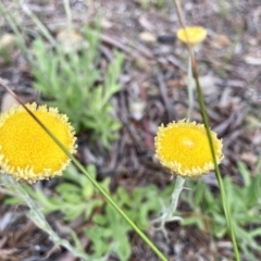 Coronidium scorpioides at Kowen, ACT - 19 Nov 2022