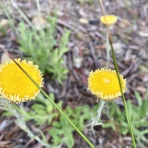 Coronidium scorpioides at Kowen, ACT - 19 Nov 2022