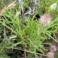 Vittadinia muelleri (Narrow-leafed New Holland Daisy) at The Pinnacle - 19 Nov 2022 by sangio7