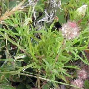 Vittadinia muelleri at Molonglo Valley, ACT - 19 Nov 2022