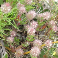 Trifolium arvense (Haresfoot Clover) at Molonglo Valley, ACT - 19 Nov 2022 by sangio7