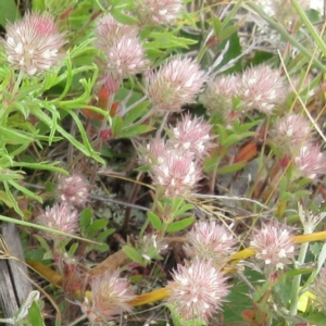 Trifolium arvense at Molonglo Valley, ACT - 19 Nov 2022