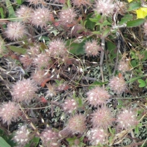 Trifolium arvense at Molonglo Valley, ACT - 19 Nov 2022 03:13 PM