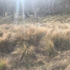 Poa labillardierei (Common Tussock Grass, River Tussock Grass) at Mount Clear, ACT - 4 Oct 2022 by Tapirlord