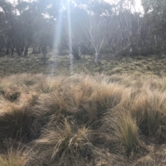 Poa labillardierei at Mount Clear, ACT - 4 Oct 2022 09:04 AM