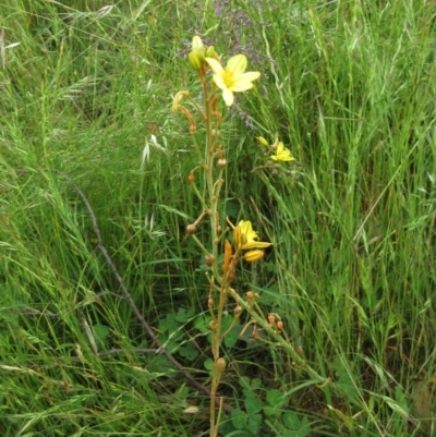 Bulbine bulbosa (Golden Lily) at The Pinnacle - 19 Nov 2022 by sangio7