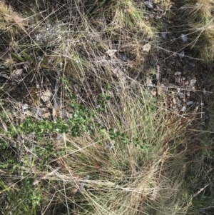 Olearia myrsinoides at Mount Clear, ACT - 4 Oct 2022 09:30 AM