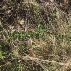 Olearia myrsinoides at Mount Clear, ACT - 4 Oct 2022