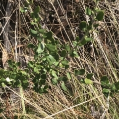 Olearia myrsinoides at Mount Clear, ACT - 4 Oct 2022 09:30 AM