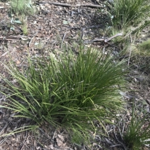 Lomandra longifolia at Mount Clear, ACT - 4 Oct 2022