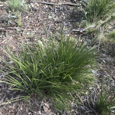 Lomandra longifolia (Spiny-headed Mat-rush, Honey Reed) at Mount Clear, ACT - 4 Oct 2022 by Tapirlord