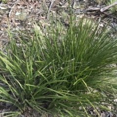 Lomandra longifolia at Mount Clear, ACT - 4 Oct 2022 09:51 AM