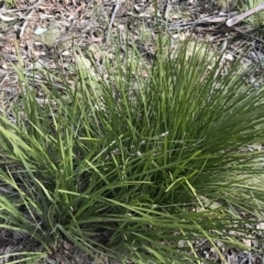 Lomandra longifolia at Mount Clear, ACT - 4 Oct 2022