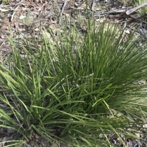 Lomandra longifolia at Mount Clear, ACT - 4 Oct 2022