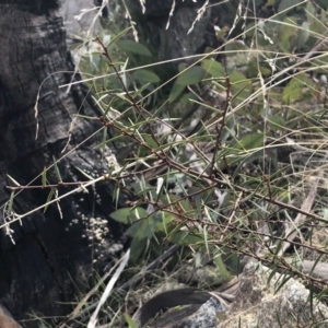 Acacia siculiformis at Mount Clear, ACT - 4 Oct 2022